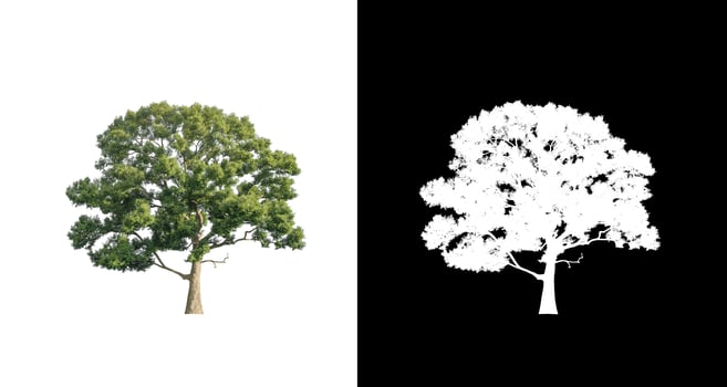 single tree with clipping path and alpha channel on black background photo