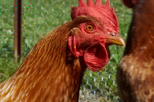 A red brown chicken on a green background photo