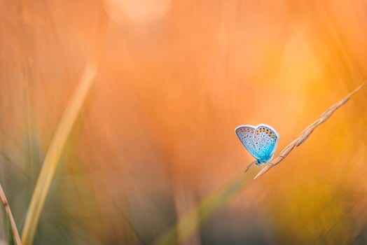 Dream meadow sunset. Nature closeup beautiful summer meadow background. Inspire nature closeup. Majestic wonderful stunning autumn butterfly relaxation. Beautiful tranquil nature macro background photo
