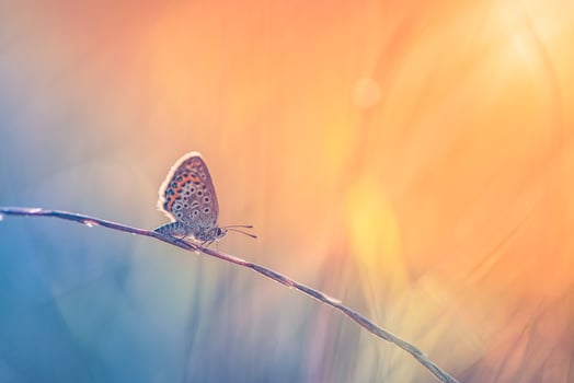 Dream meadow sunset. Nature closeup beautiful summer meadow background. Inspire nature closeup. Majestic wonderful stunning autumn butterfly relaxation. Beautiful tranquil nature macro background photo