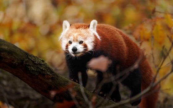 Red panda on tree photo