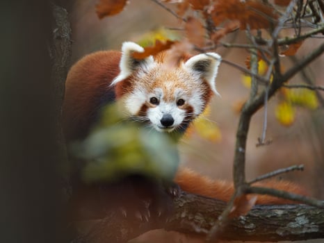 Red panda on tree photo