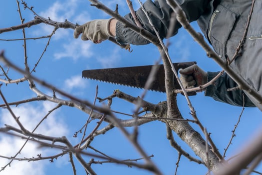 Spring work in the garden. Pruning fruit trees in the garden with a hacksaw. photo