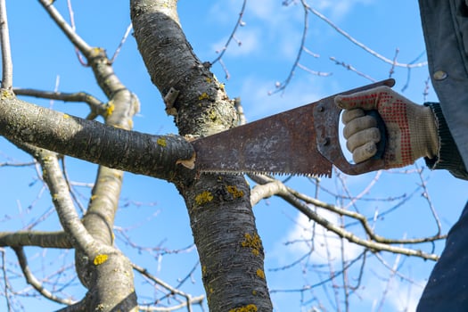 Spring work in the garden. Pruning fruit trees in the garden with a hacksaw. photo