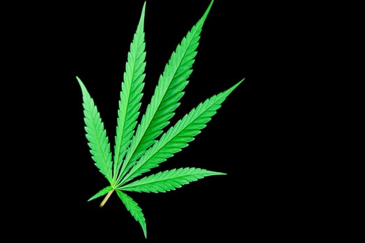 cannabis leaves on a black background for easy work photo