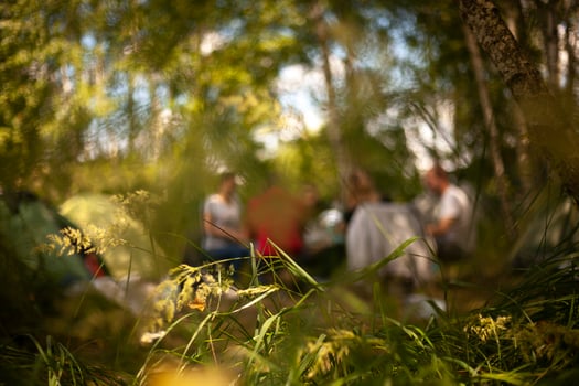 Plants in park. View of blurred background. Tourist forest. Whales of hike. photo