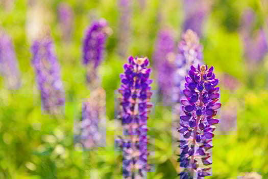 Beautiful blooming lupine flowers in spring time. Field of lupines plants background. Violet wild spring and summer flowers. Gentle warm soft colors selective focus, blurred background photo