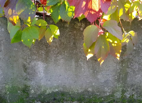 Colorful grape leaves shine through the sun and hang from fence down on the old concrete wall. Place for text on gray stone surface, green moss at the bottom. photo