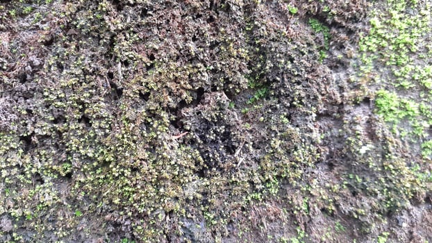 moss on the tree photo