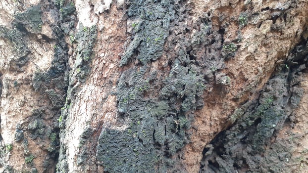 moss sticks to tree bark photo