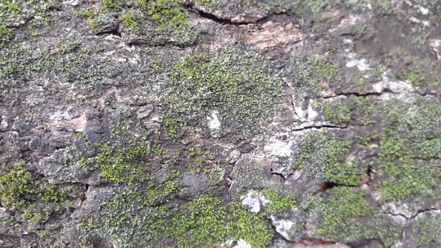Moss bark tree photo