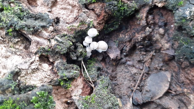 moss and mushrooms photo