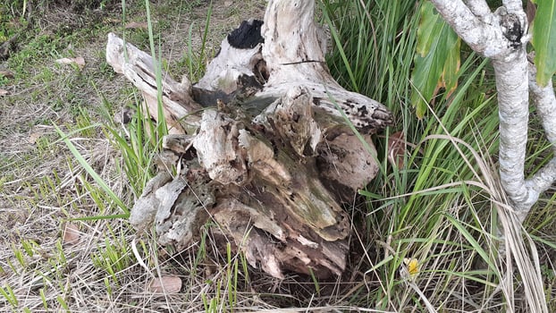 wood in the field photo