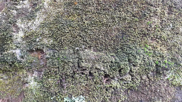 moss and old trees photo