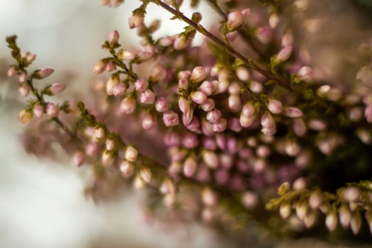 Soft background for the presentation.  Stones and small pink flower buds. Macro photography. Stylish appearance, layout, personality. photo