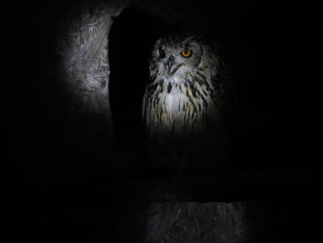 owl portait isolated on black photo