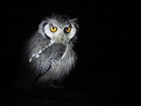 ptilopsis leucotis african owl isolated on black photo