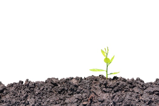 Seedlings grow from the soil isolated on white background with clipping path. Growing plant. Green natural background. photo