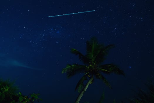 Scenic night sky with a lot of stars and palm tree photo