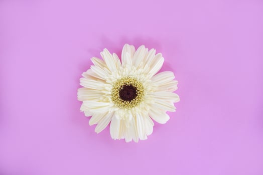 White gerbera flower tropical plant on pink background beautiful photo