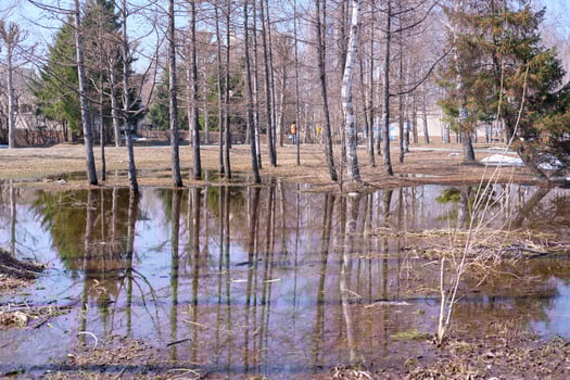 Melted puddles with visible reflections of a birch grove. Thawed puddles in a birch grove. Early spring landscape. photo