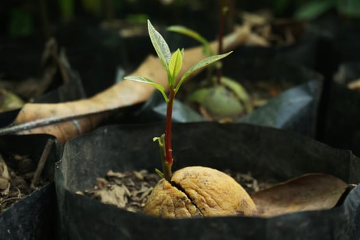 Closeup shoots grow from avocado seeds in polybags. photo