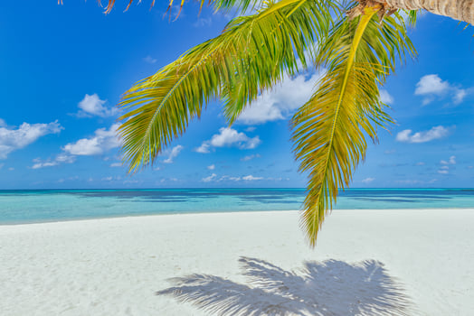 Tropical beach shore panorama as summer relax landscape and palm tree leaves over white sand blue sea sky beach banner. Amazing vacation summer holiday. Wellbeing happy travel freedom carefree concept photo