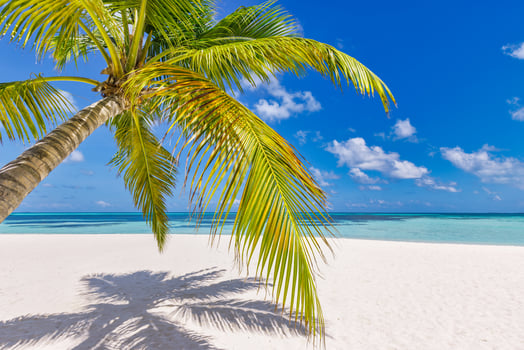 Tropical beach shore panorama as summer relax landscape and palm tree leaves over white sand blue sea sky beach banner. Amazing vacation summer holiday. Wellbeing happy travel freedom carefree concept photo