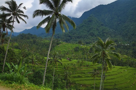 Beautiful view of rice terraces with a palm trees photo
