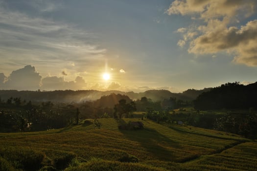 Rice field and sunset light in Bali photo