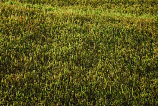 Rice field on the sunlight photo