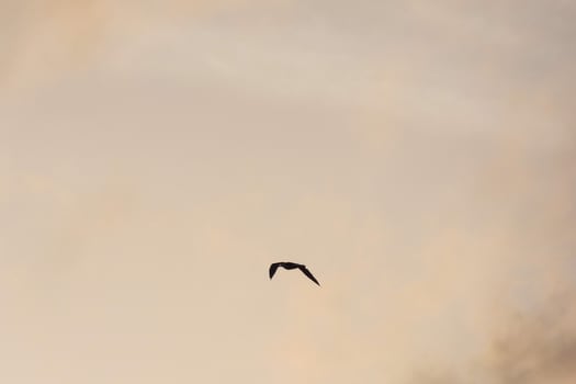 Seagulls flying in the Mediterranean sky, wild birds on the Catalan coast, Spain photo