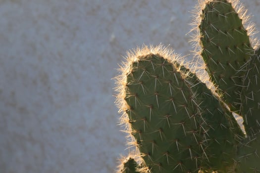 Backlit cactus typical of warm areas with little water photo