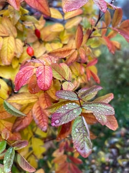 Red autumn rosehip leaves on a branch after rain. Rainy weather forecast. Day after the rain. Natural background. colorful autumn leaves. medicinal plant photo