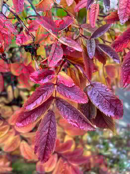 Red autumn rosehip leaves on a branch after rain. Rainy weather forecast. Day after the rain. Natural background. colorful autumn leaves. medicinal plant photo