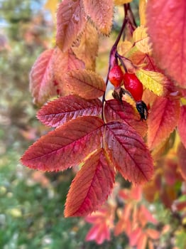 Red autumn rosehip leaves on a branch after rain. Rainy weather forecast. Day after the rain. Natural background. colorful autumn leaves. medicinal plant photo