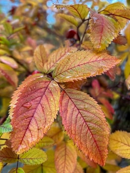 Red autumn rosehip leaves on a branch after rain. Rainy weather forecast. Day after the rain. Natural background. colorful autumn leaves. medicinal plant photo