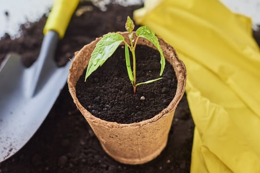 Plant in pot, small shovel and yellow gloves on soil photo