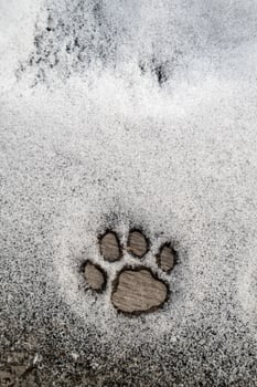 Perfect cats paw footprint in the snow on a wooden texture. Copy space. photo