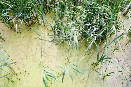Texture of green swamp dirty natural water with plants of cane leaves. The background photo