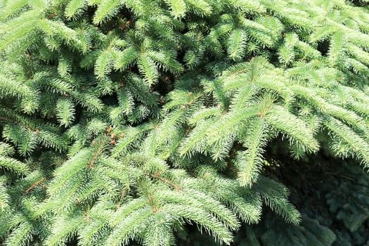 Green fluffy thorny coniferous fir-tree pine branches of a tree fir-trees illuminated by sunlight photo