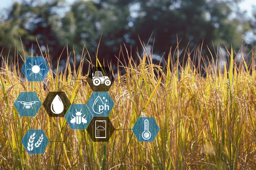 Smart Farming with Internet of Things, IoT concept. Agriculture and modern technology are used to manage crops. Analysis of insights such as weather, soil conditions and environmental. crop rice field photo