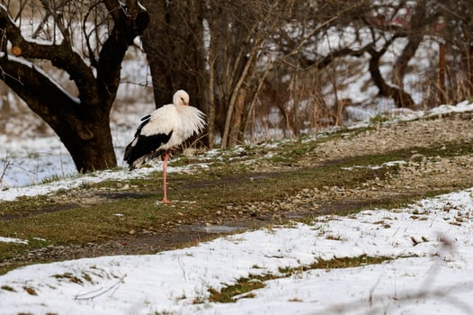 Stork and early spring with snow, migratory stork, birds in Ukraine. photo