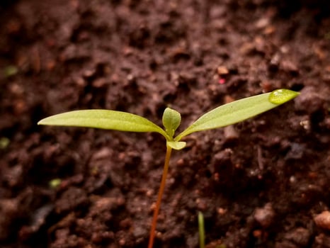 plant sprout with two leaves and a drop of water photo
