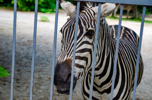 Wild zebra caged, animals in captivity, abuse photo