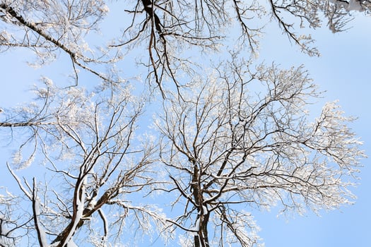bottom view of snow-covered tops of birch trees photo