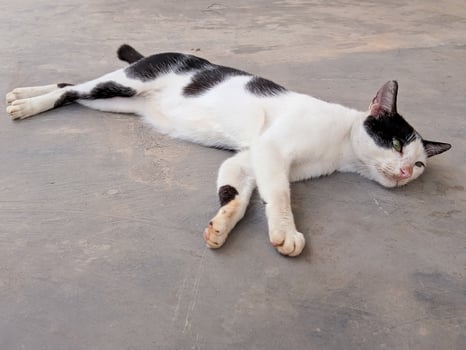 The cat is lying on the cement floor photo