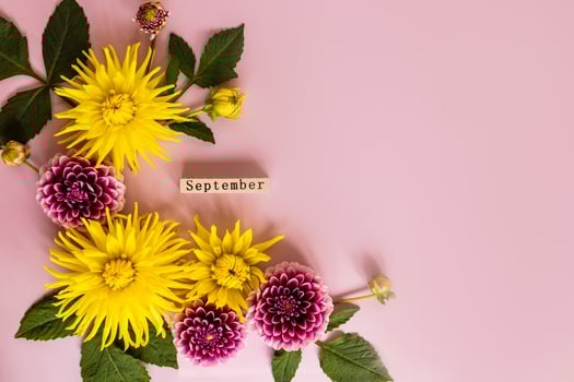 beautiful bright dahlias, autumn flowering flowers in a composition with a wooden calendar. September. top view. flat layout. space for text. photo