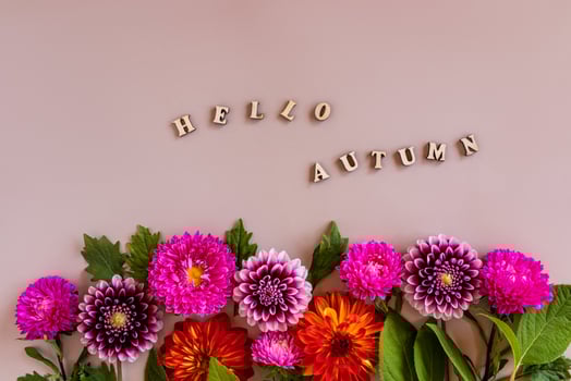 a bright autumn floral border of asters and dahlias on a beige background. text of wooden letters - hello autumn. autumn floristic concept. photo