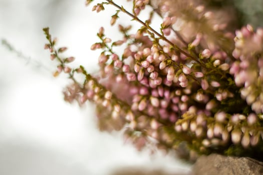 A gentle background for the presentation. Stones and small pink flower buds. Stylish appearance, layout, personality. Banner, a place for text. photo